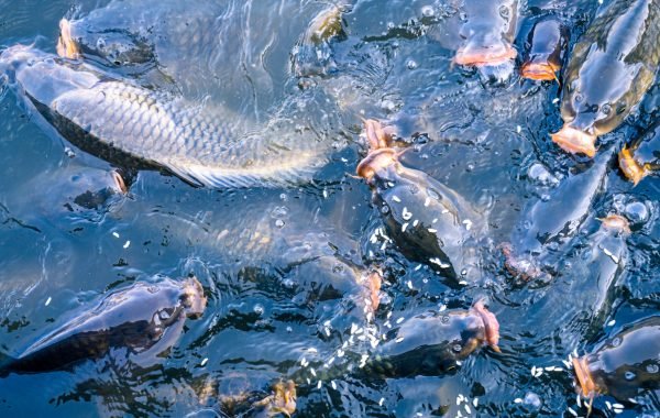 fish-palying-on-surface-of-water-2025-03-08-18-33-13-utc