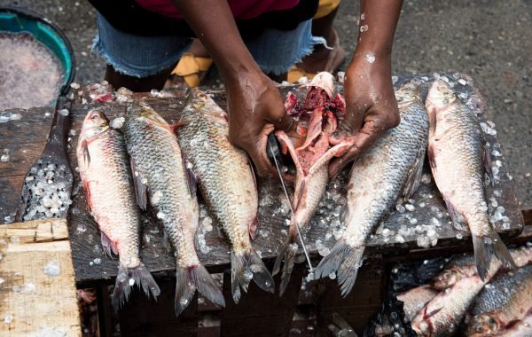 preparation-of-bocachico-fish-for-sale-2025-10-17-02-53-23-utc